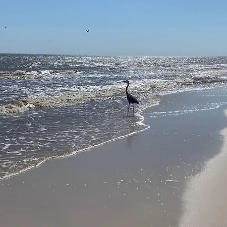 Pet Friendly Cottage Nestled In The Pines With Cozy Fire Pit Only Minutes To Beaches Dauphin Island Exterior foto